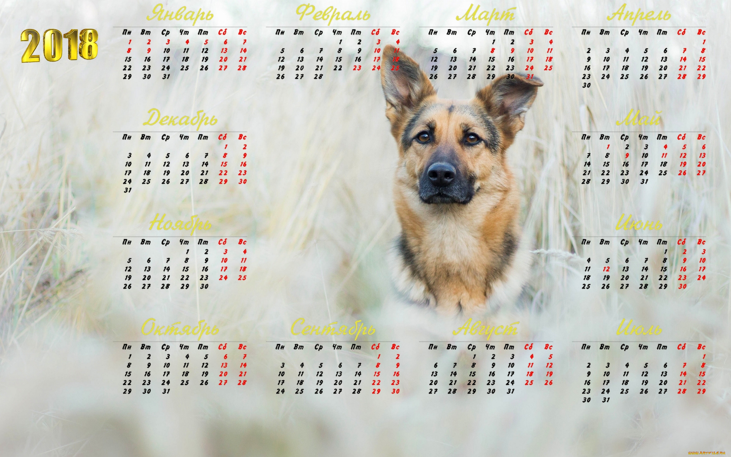 Animal 2018. Календарь животных. Календарь животные. Фото животных для календаря. Календари дизайн с животными.